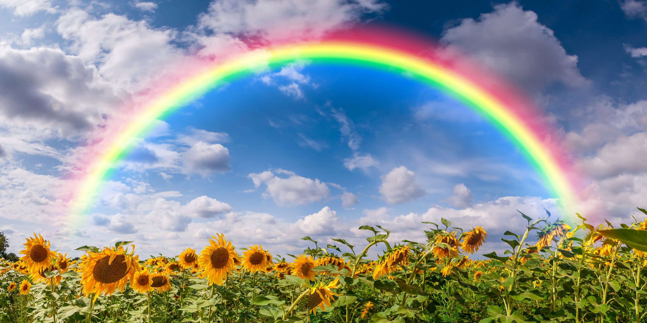 Rainbow