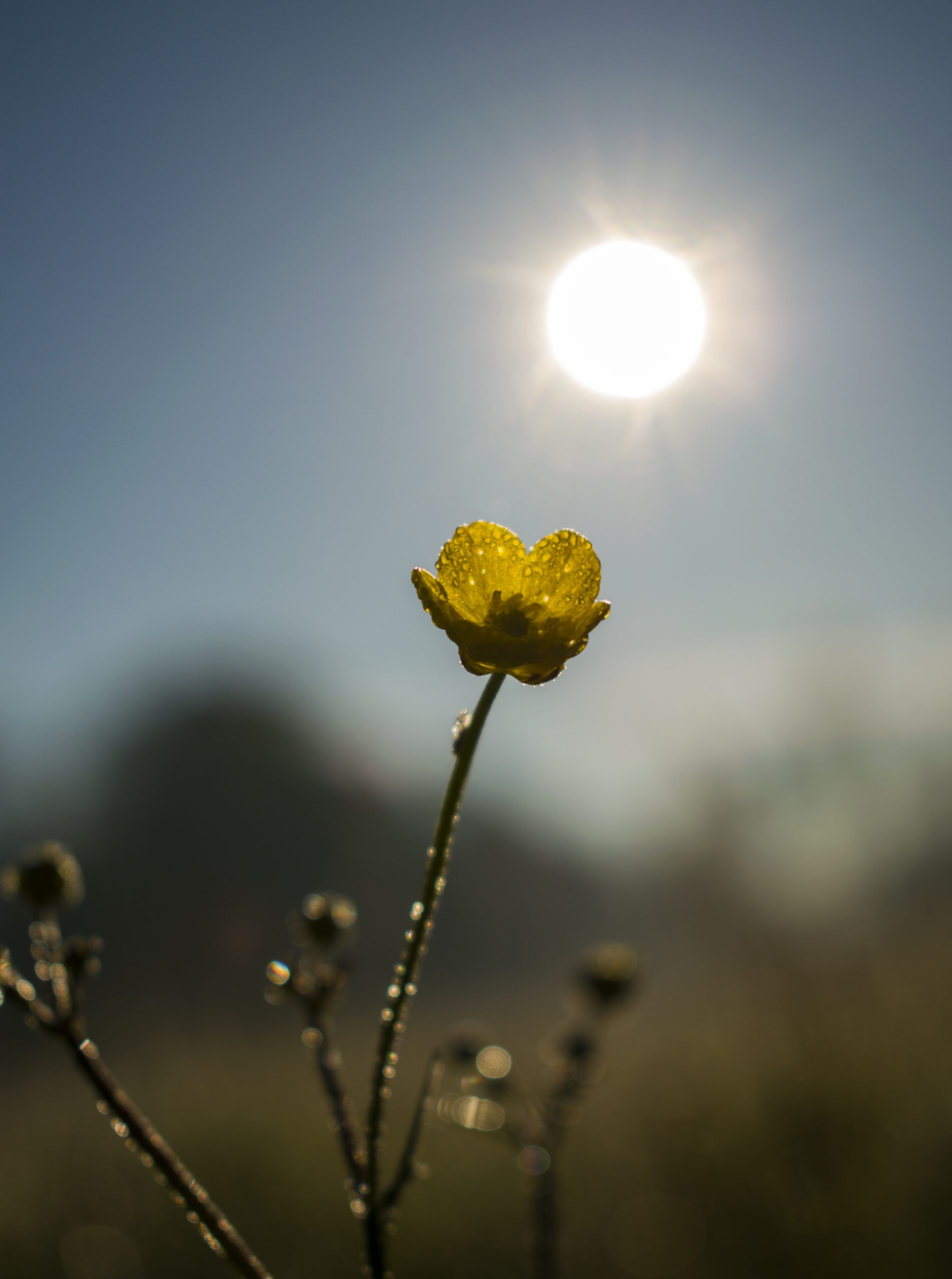 Plants grow to sunlight