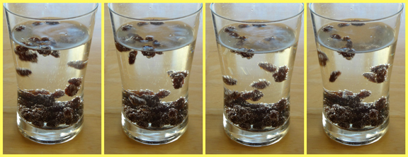 Dancing Raisins Experiment
